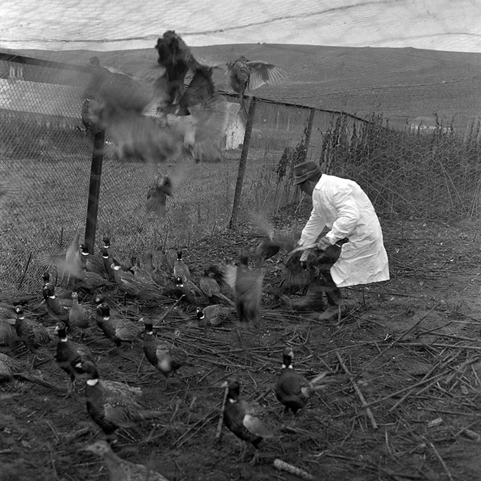 minerva_1972_c4_c5r4_004