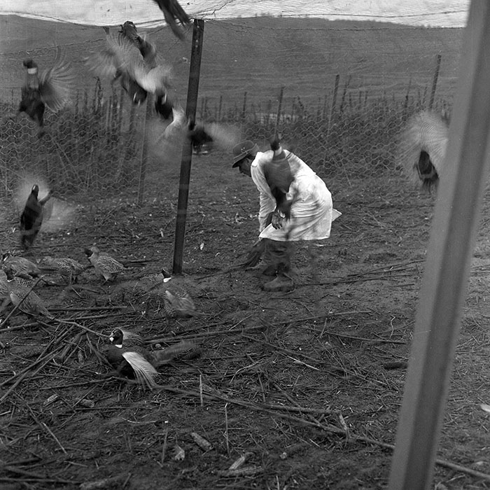 minerva_1972_c4_c5r4_005