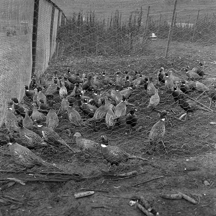 minerva_1972_c4_c5r4_006