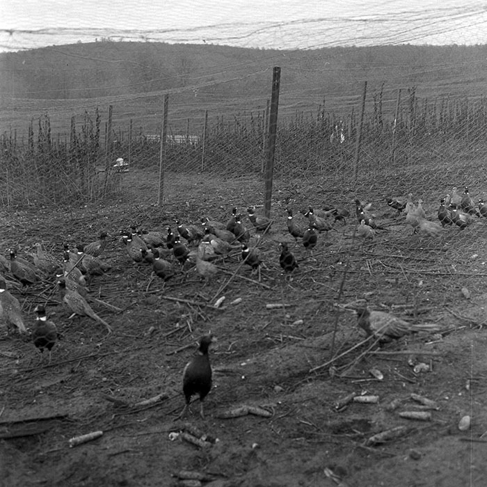 minerva_1972_c4_c5r4_008