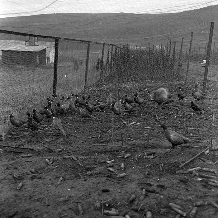 minerva_1972_c4_c5r4_009