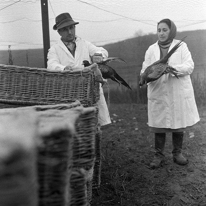 minerva_1972_c4_c5r4_015