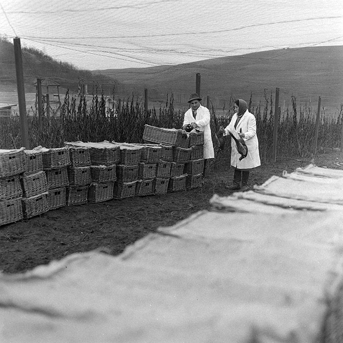 minerva_1972_c4_c5r4_016