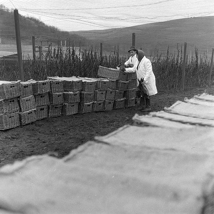 minerva_1972_c4_c5r4_017