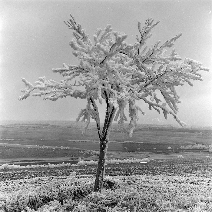 minerva_1973_c1_c1r5_024