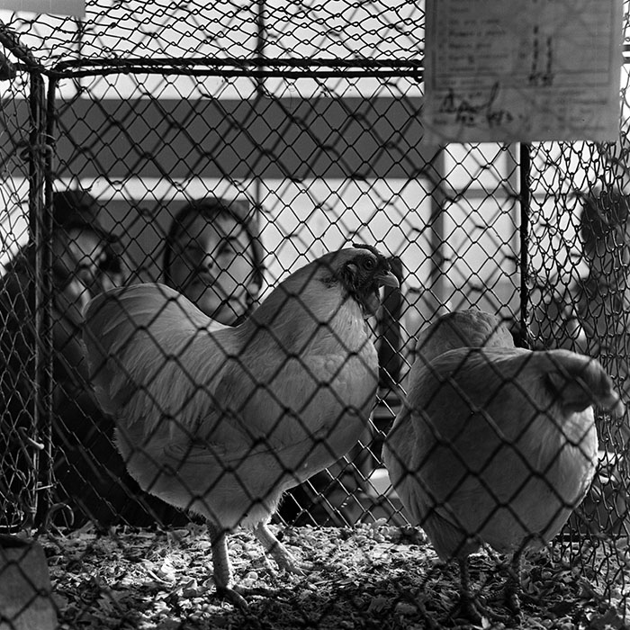 minerva_1973_c1_c2r4_005