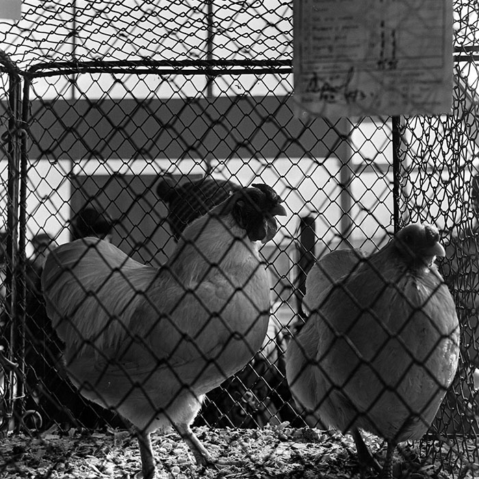 minerva_1973_c1_c2r4_006