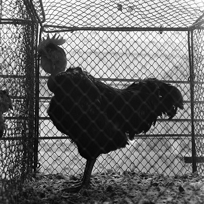 minerva_1973_c1_c2r4_007