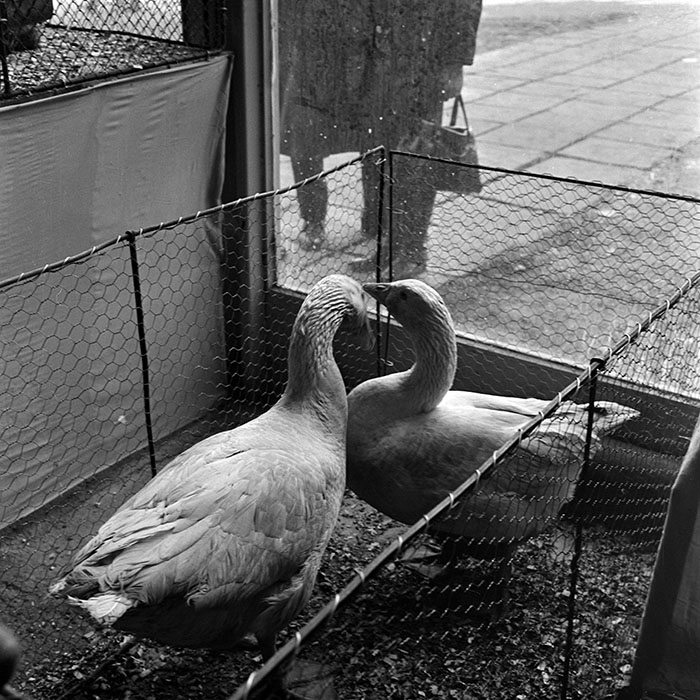 minerva_1973_c1_c2r4_009