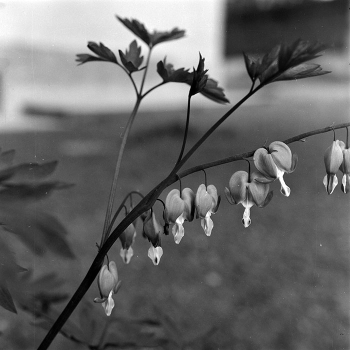 minerva_1973_c1_c5r2_014