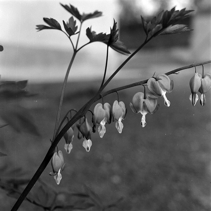 minerva_1973_c1_c5r2_015