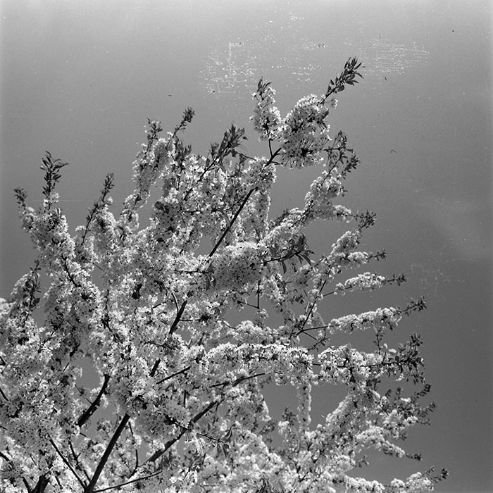 minerva_1973_c1_c5r2_024