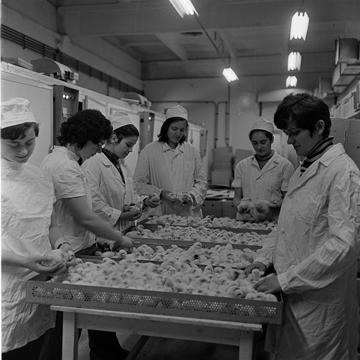 minerva_1973_c1_c6r5_019