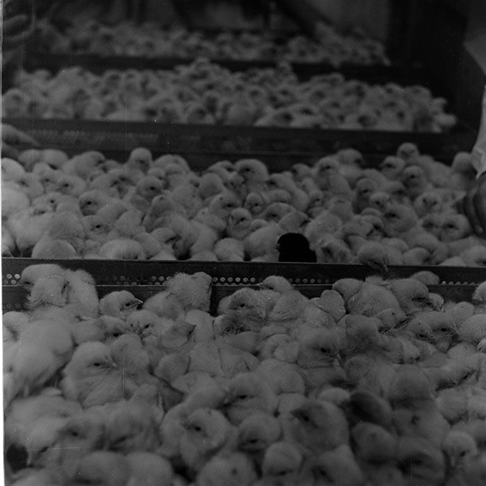 minerva_1973_c1_c6r5_020