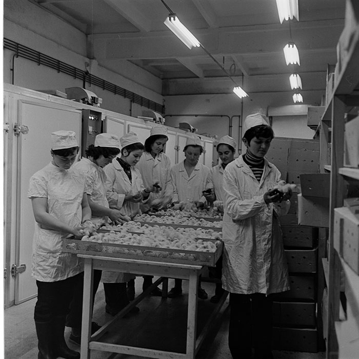 minerva_1973_c1_c6r5_021