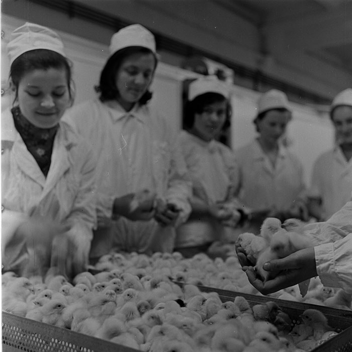 minerva_1973_c1_c6r5_023