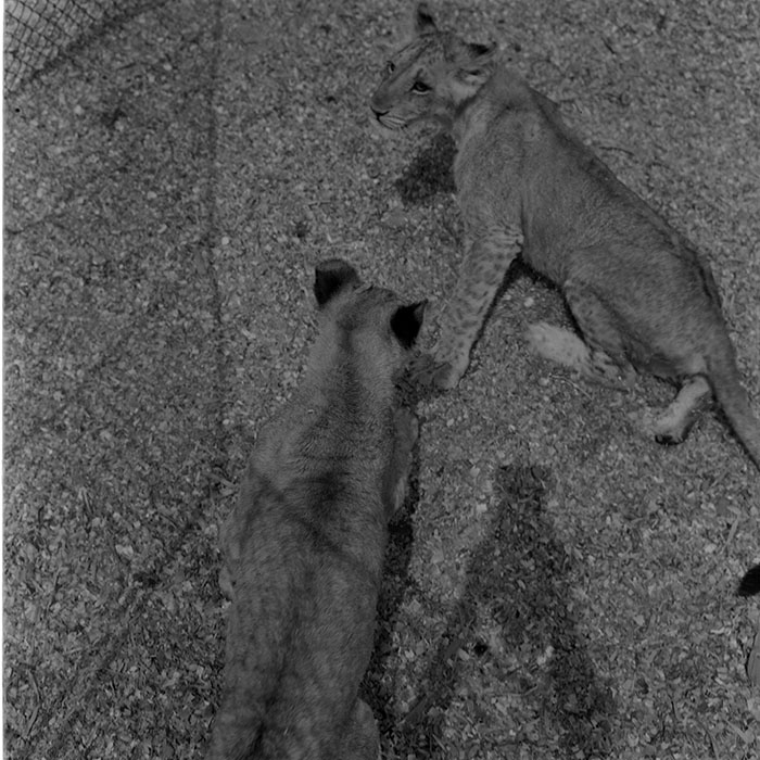 minerva_1973_c1_c8r3_015