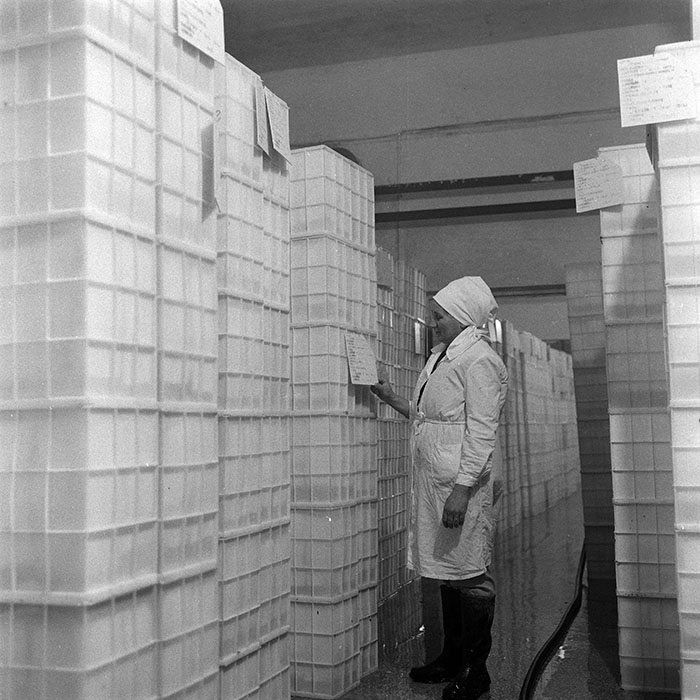 minerva_1978_c2_c1r4_008