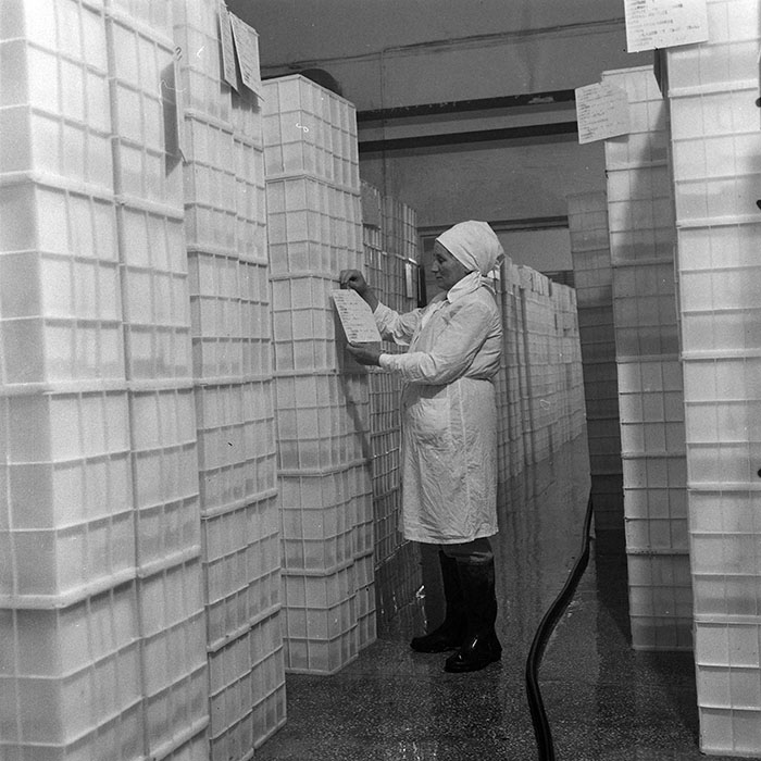 minerva_1978_c2_c1r4_009