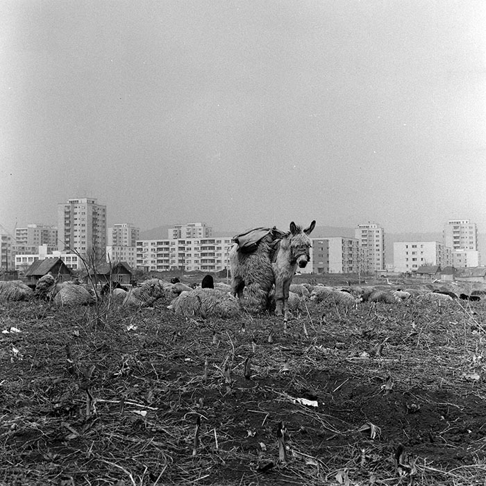 minerva_1978_c2_c7r5_005