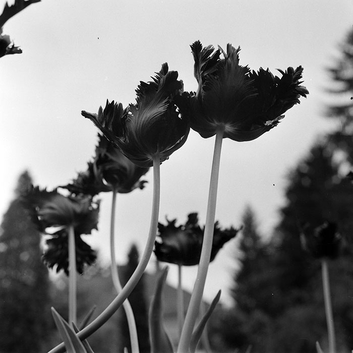 minerva_1978_c2_c8r5_001