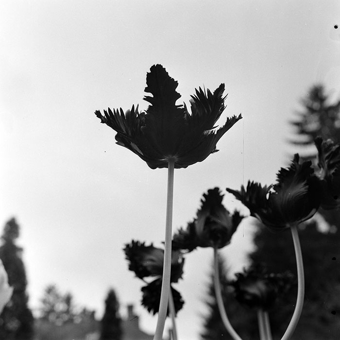 minerva_1978_c2_c8r5_002