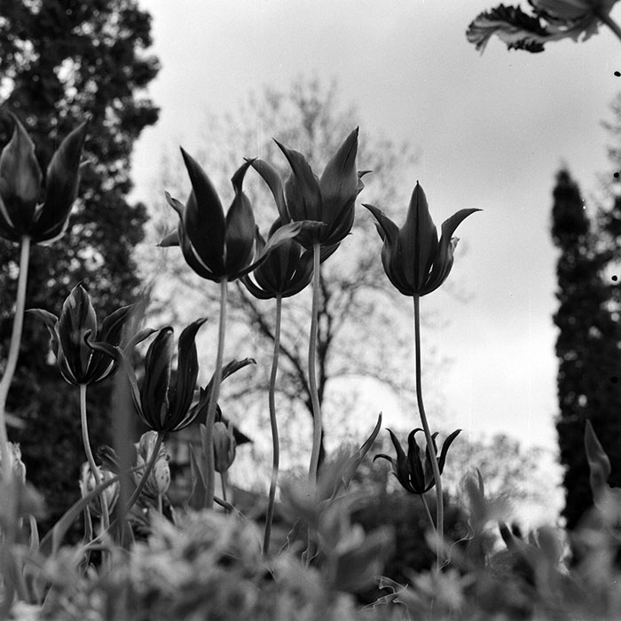 minerva_1978_c2_c8r5_005