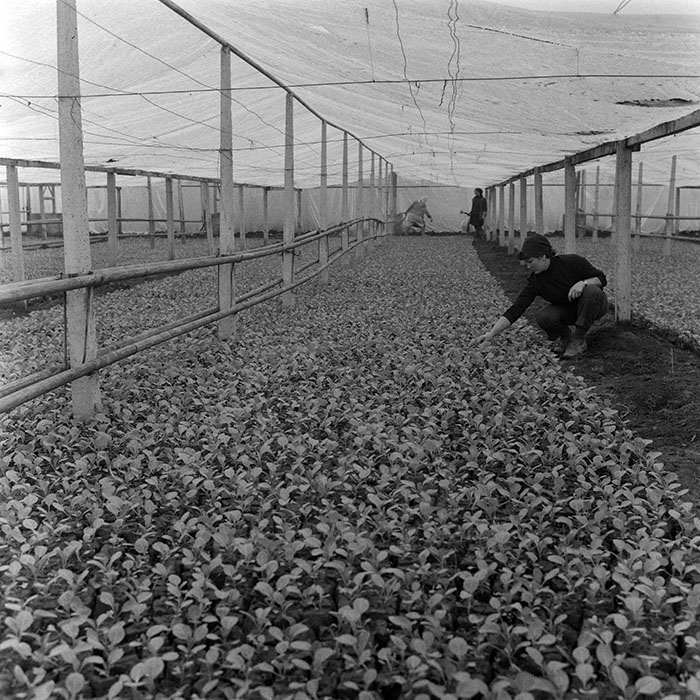 minerva_1979_c1_c3r2_013