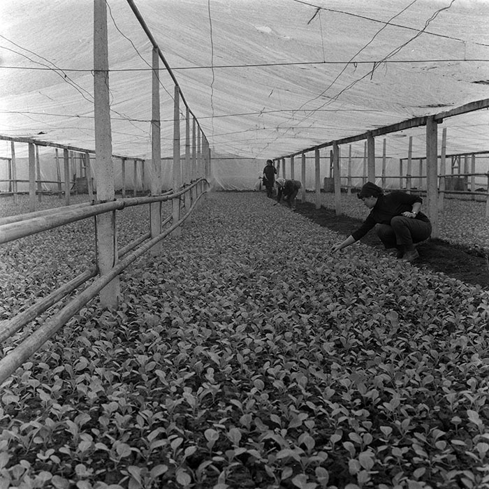 minerva_1979_c1_c3r2_014