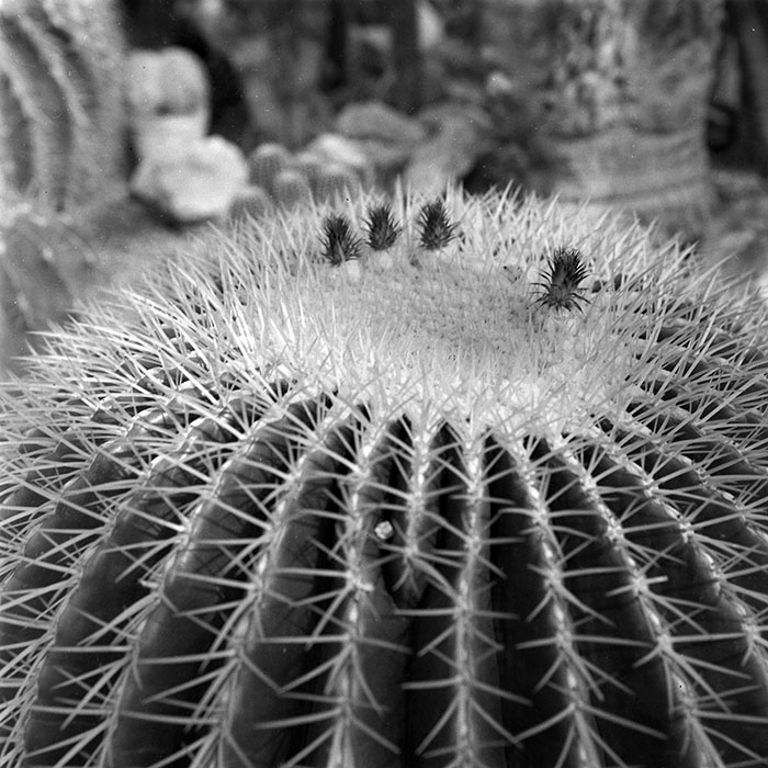 minerva_1979_c1_c4r4_001