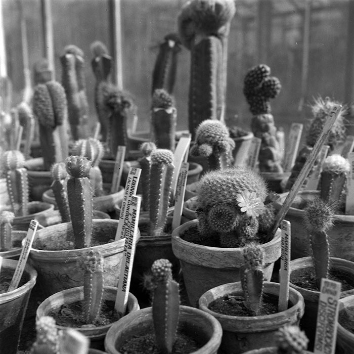 minerva_1979_c1_c4r4_004