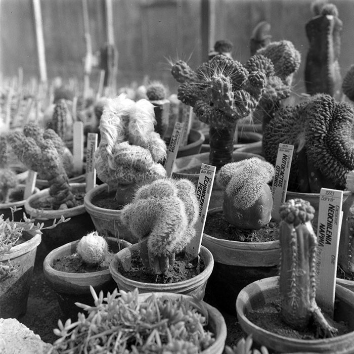 minerva_1979_c1_c4r4_005