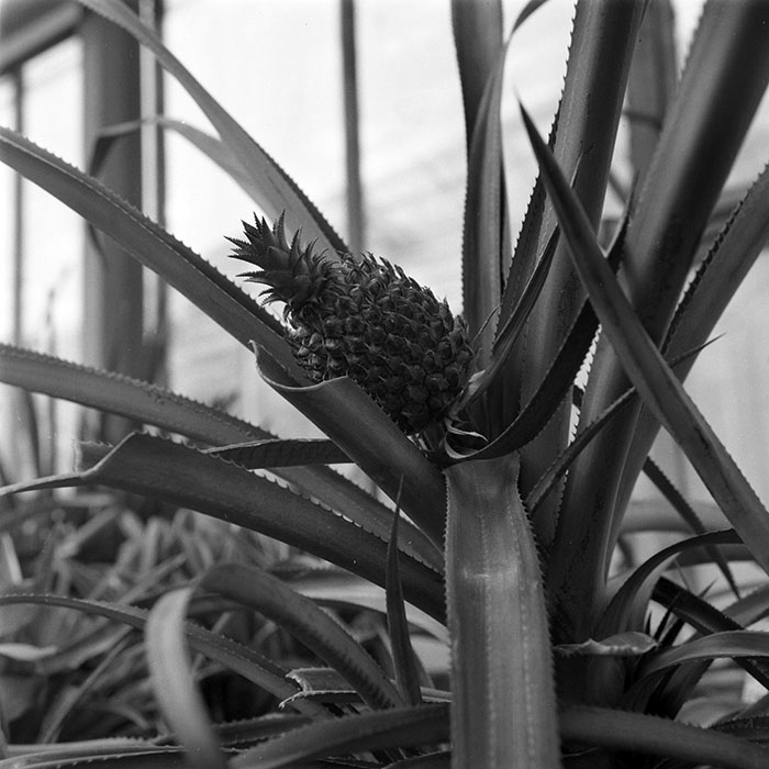 minerva_1979_c1_c4r4_006