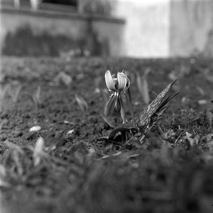 minerva_1979_c1_c4r4_007