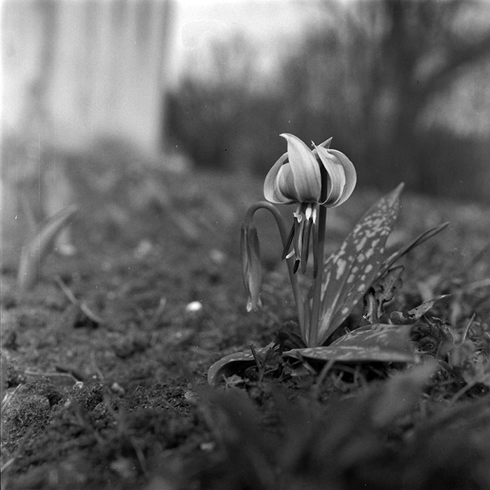 minerva_1979_c1_c4r4_008