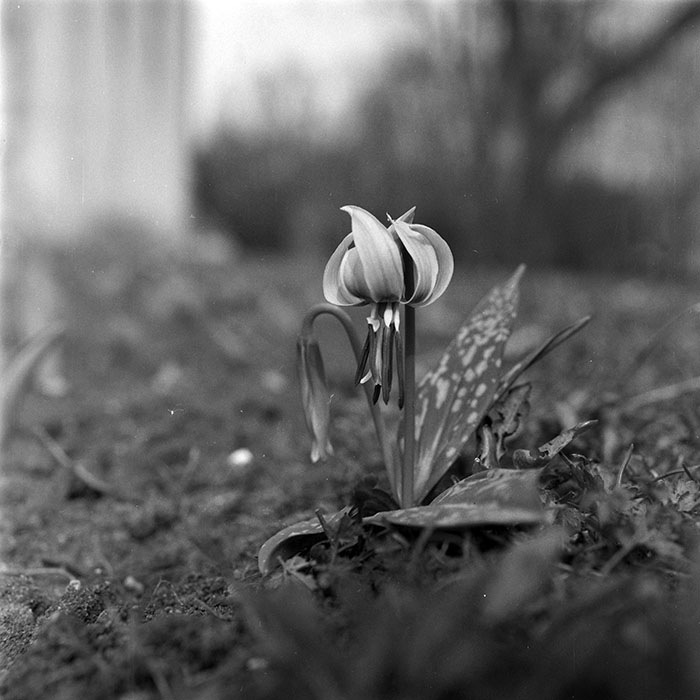 minerva_1979_c1_c4r4_009