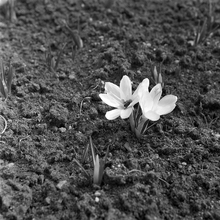 minerva_1979_c1_c4r4_012