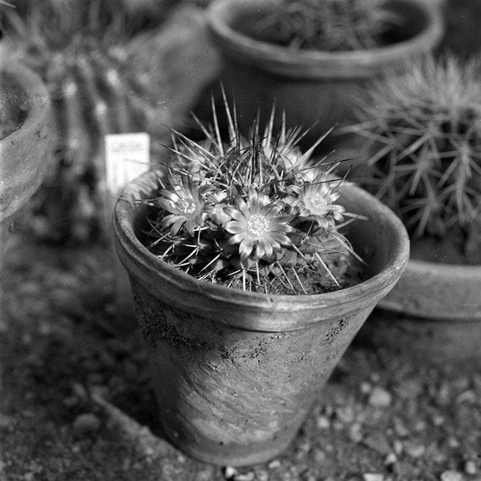 minerva_1979_c1_c5r3_012