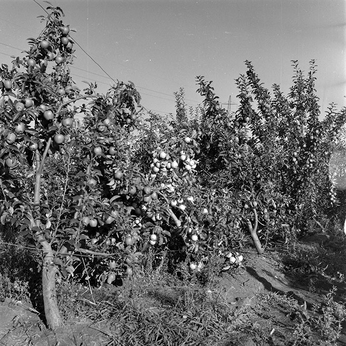 minerva_1982_c3_c1r1_001