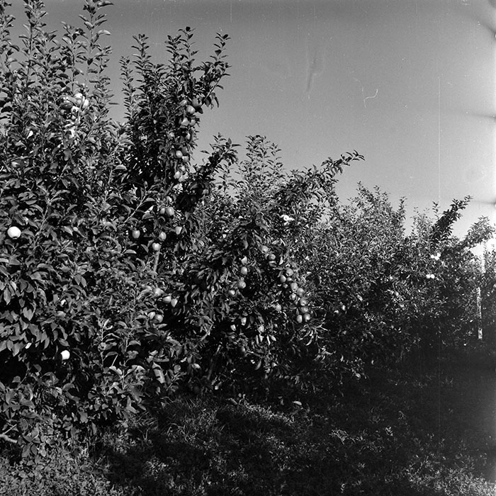 minerva_1982_c3_c1r1_002