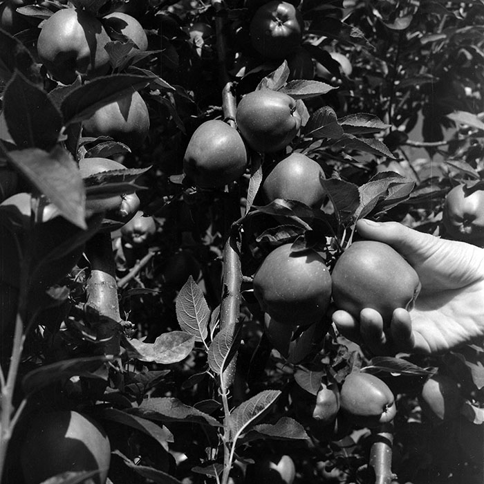 minerva_1982_c3_c1r1_003