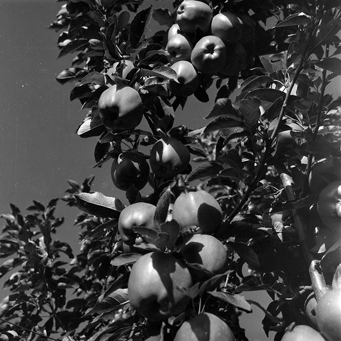 minerva_1982_c3_c1r1_004