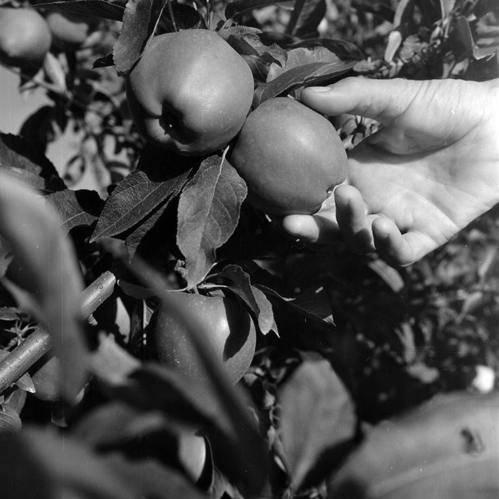 minerva_1982_c3_c1r1_005