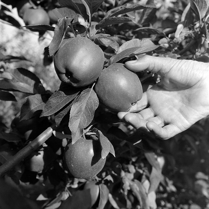 minerva_1982_c3_c1r1_006