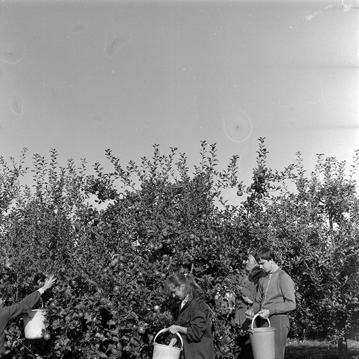 minerva_1982_c3_c1r1_007