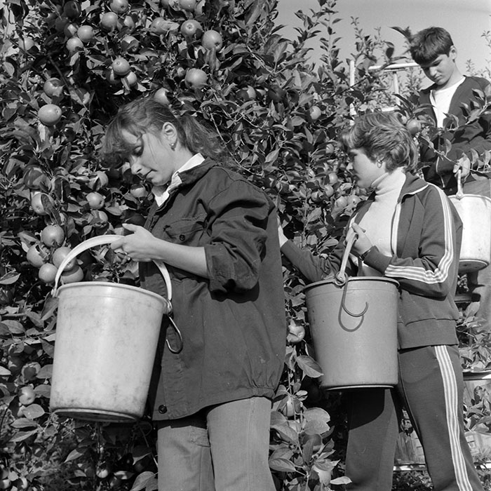 minerva_1982_c3_c1r1_008