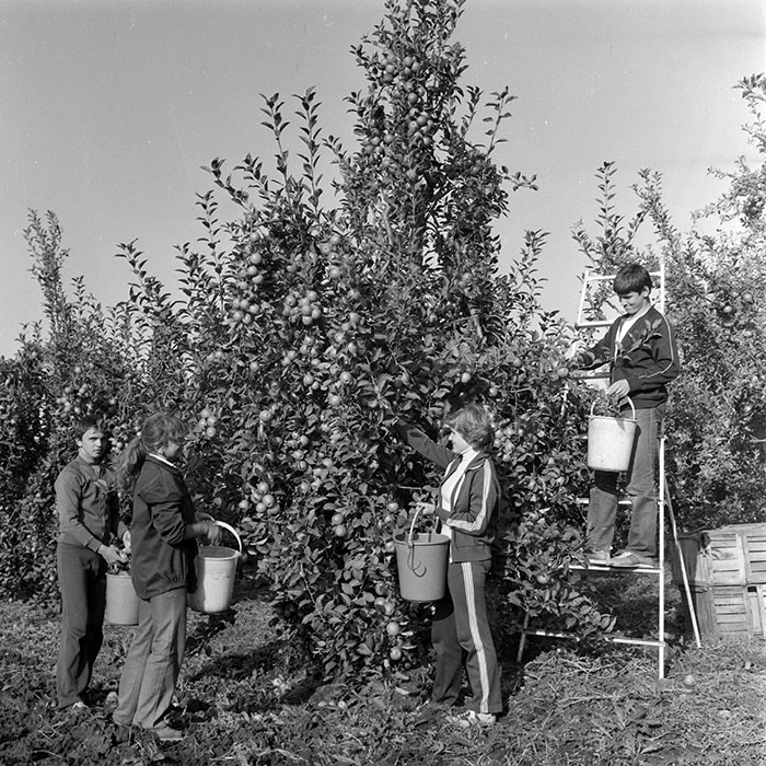 minerva_1982_c3_c1r1_010