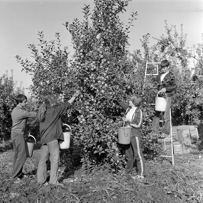 minerva_1982_c3_c1r1_011