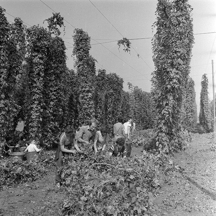 minerva_1982_c3_c1r1_018