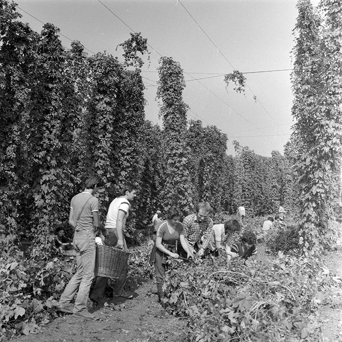 minerva_1982_c3_c1r1_019